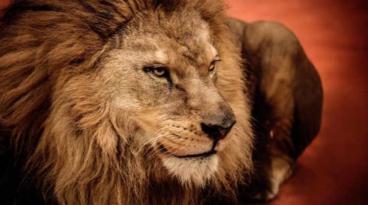 â€‹IR2020: quem estÃ¡ obrigado a declarar?